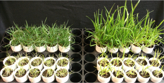 Grass trial showing a visible difference in plant vigor