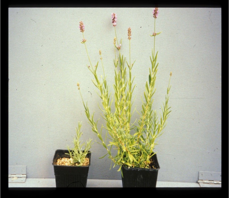 Side-by-side lavender plants showing different levels of growth and flowering