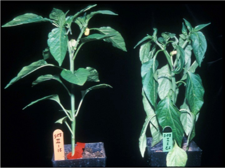 Side-by-side pepper plants displaying different responses to drought stress