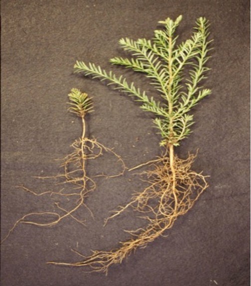 Two redwood seedlings showing a pronounced difference in root development